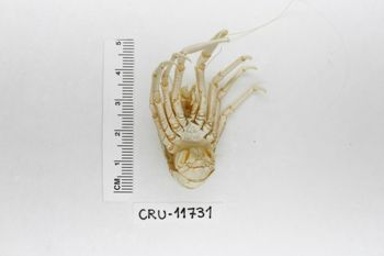 Media type: image;   Invertebrate Zoology CRU-11731 Description: Preserved specimen.;